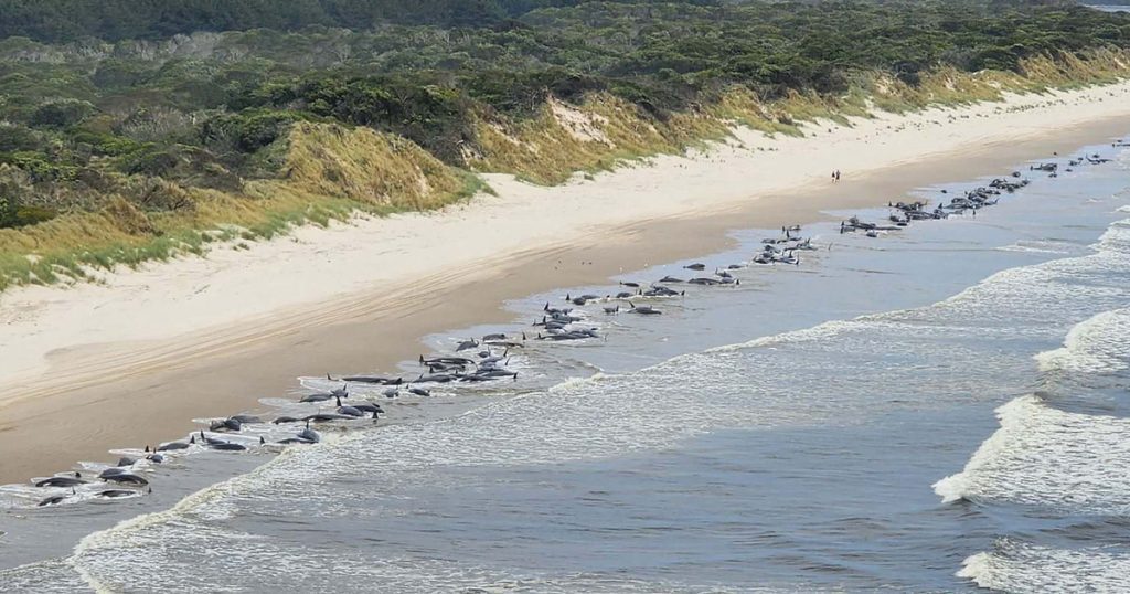 INDEX - Offshore - Hundreds of whales have washed ashore on the west coast of Tasmania