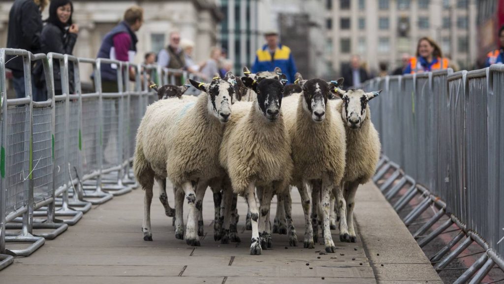 Velvet – life – sheep walk in London: the English capital lives with medieval traditions