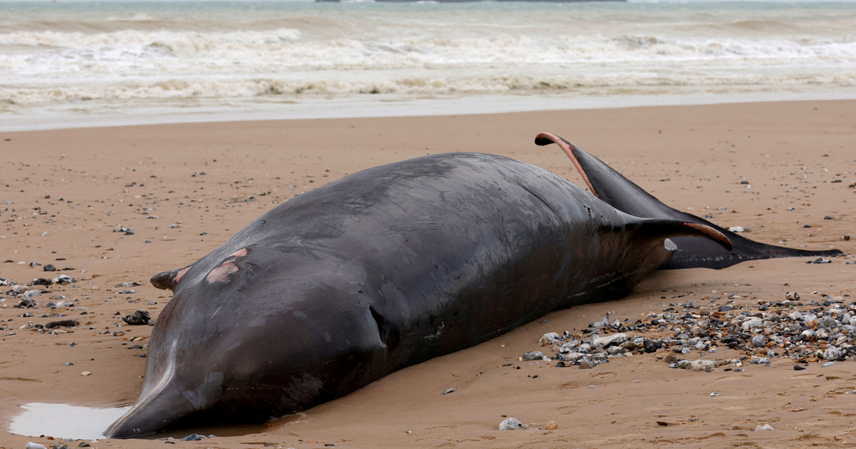 INDEX - OUTSIDE - A seven-meter-high whale washes ashore in the sea in France