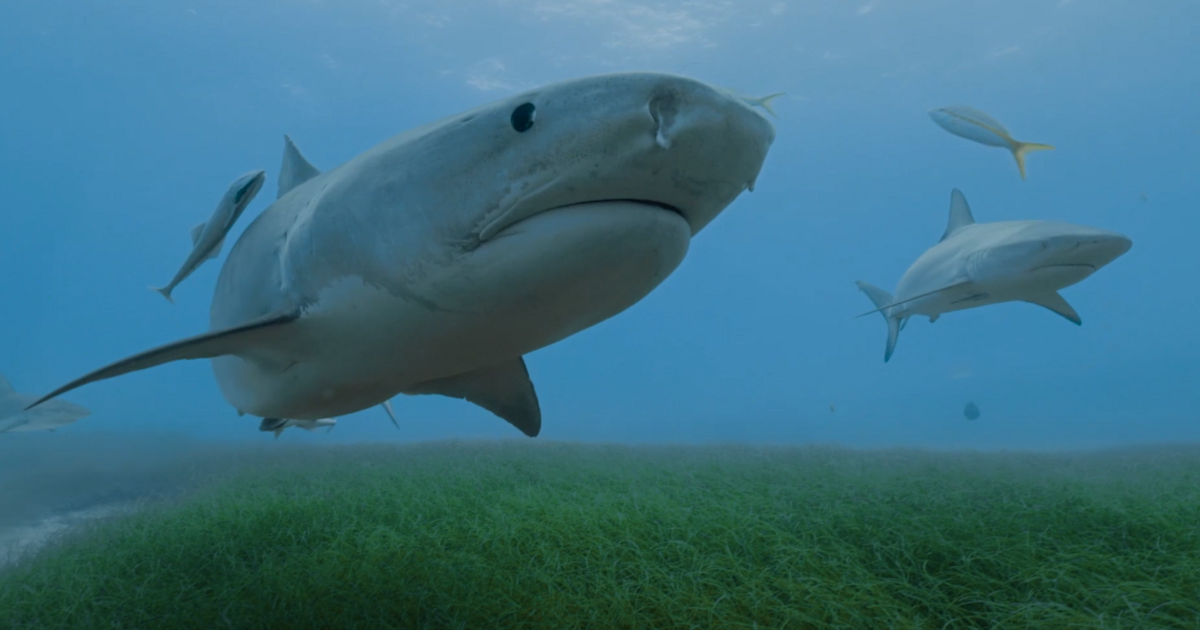 Index - Science - Cameras have been installed on sharks to detect the sea floor