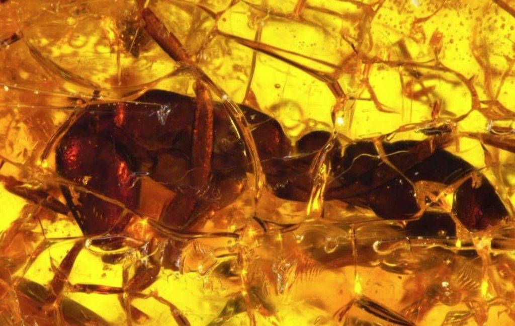 Researchers discover a 35-million-year-old ant in a block of amber |  Sciences