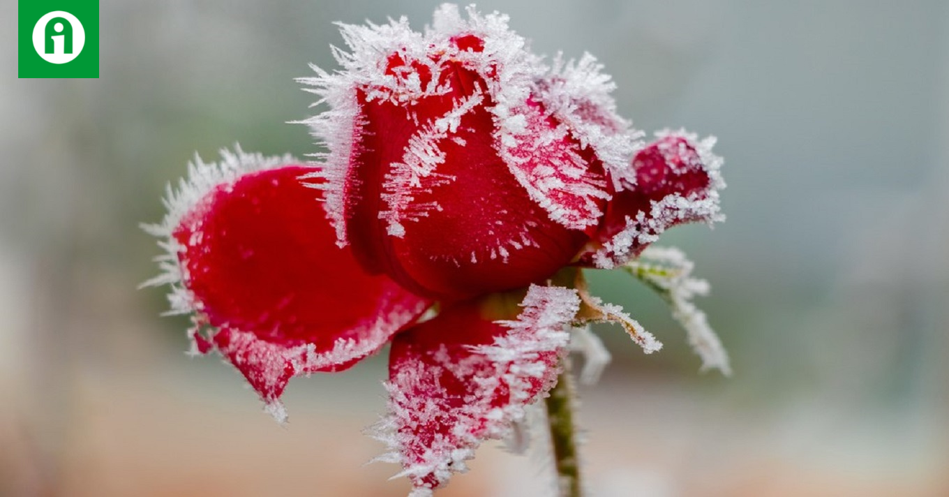 This is how you can protect your rose from frost!